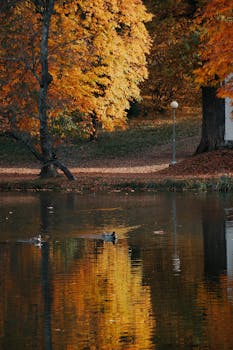 Peaceful autumn scene with vibrant foliage and ducks on a tranquil lake in Hungary.