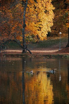 Serene autumn lake scene with ducks and vibrant foliage reflections in Hungary.