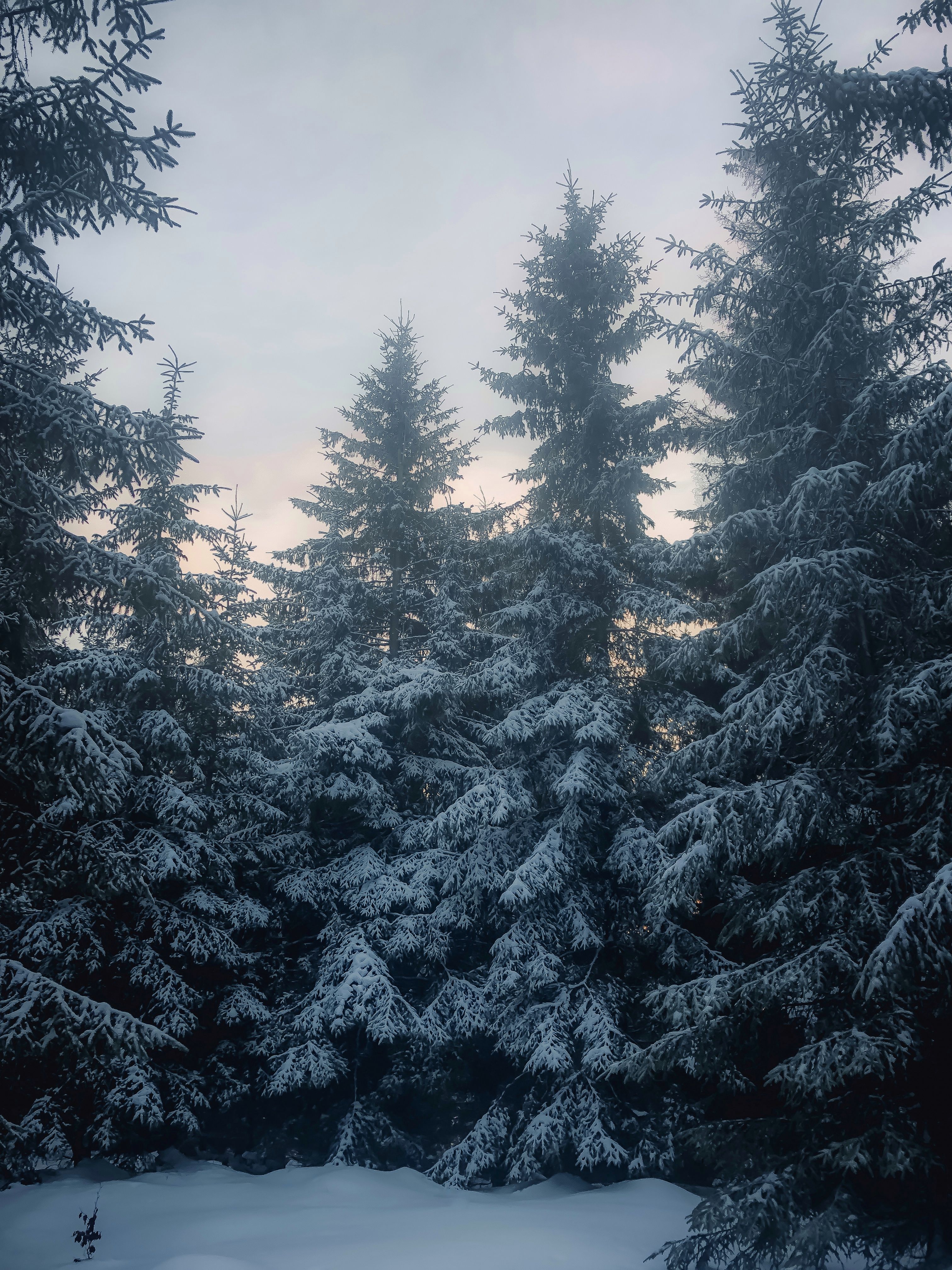 Snow-covered pine forest winter landscape · Free Stock Photo