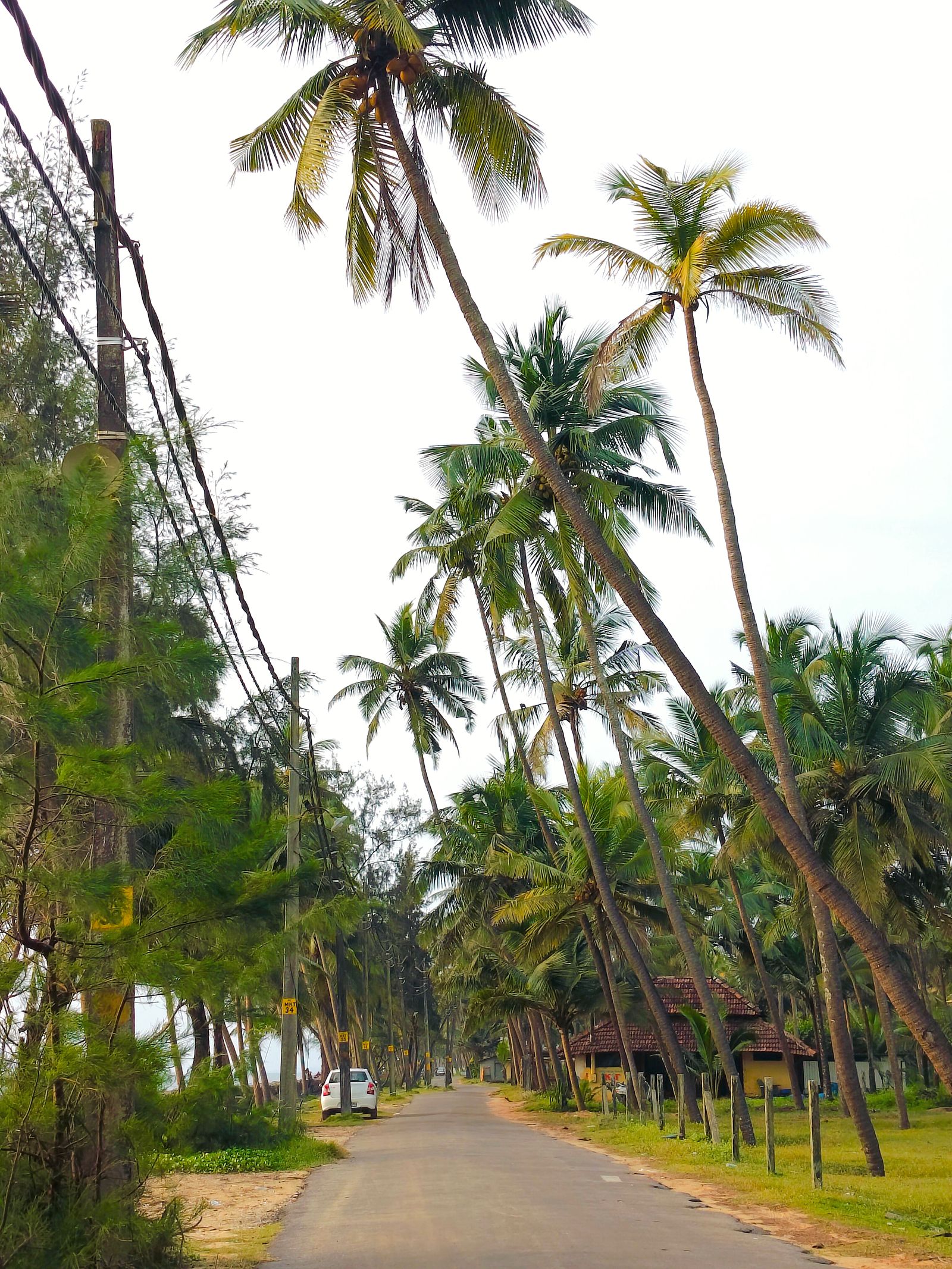Temporary development photograph of a coconut-lined road in Kerala, not Mulki.