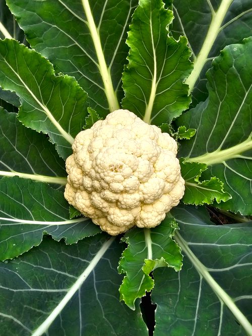 Free Top view of fresh cauliflower surrounded by lush green leaves, capturing nature's bounty. Stock Photo