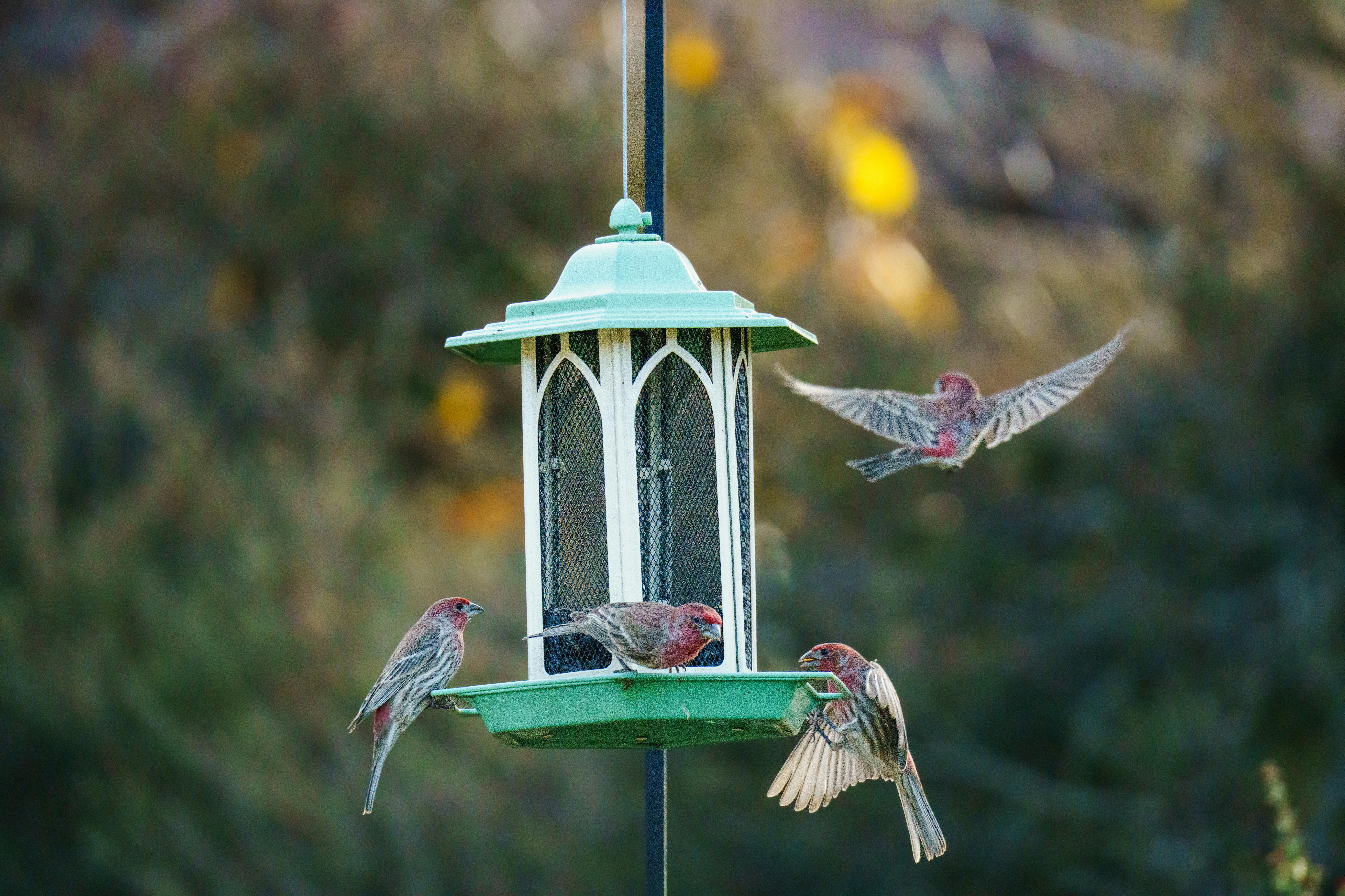 A lively gathering of house finches feeding at a green bird feeder in a serene outdoor setting.