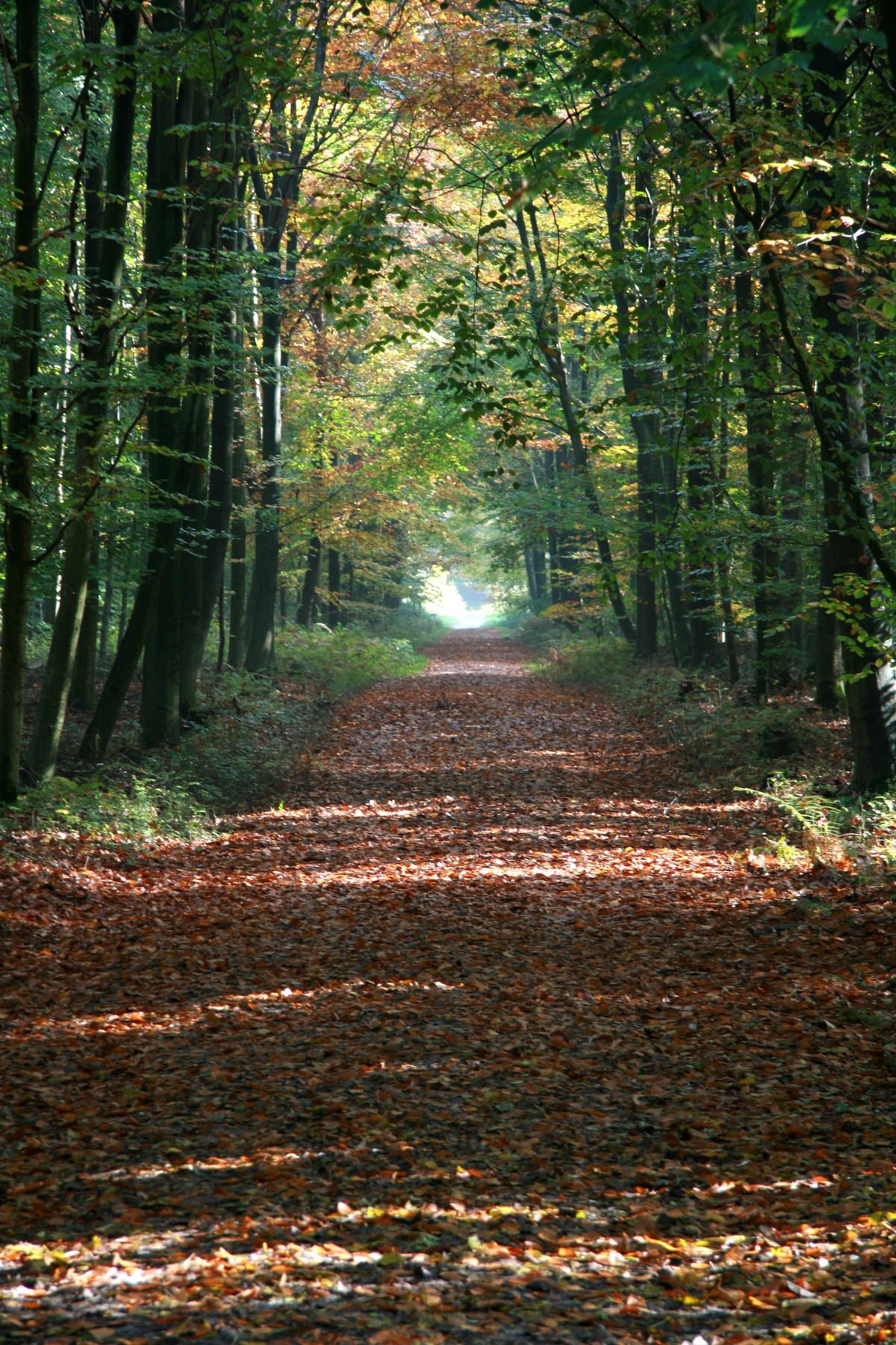 Sunlit Forest Pathway During Daytime · Free Stock Photo
