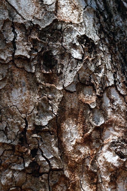 Foto d'estoc gratuïta de arbre, arbre marula, escorça d'arbre