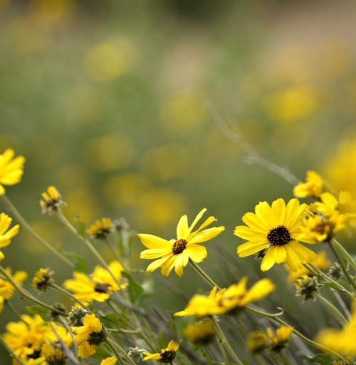 Gratis stockfoto met achtergrond, bloem afbeeldingen, bloemen in de lente