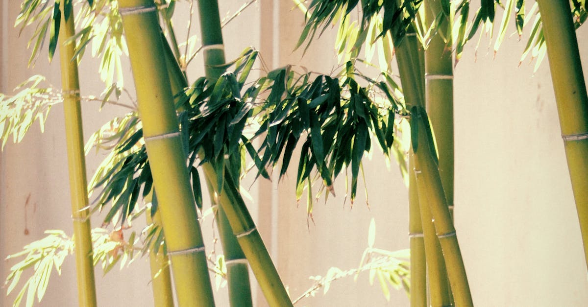 Free stock photo of asia, bamboo, bamboo trees
