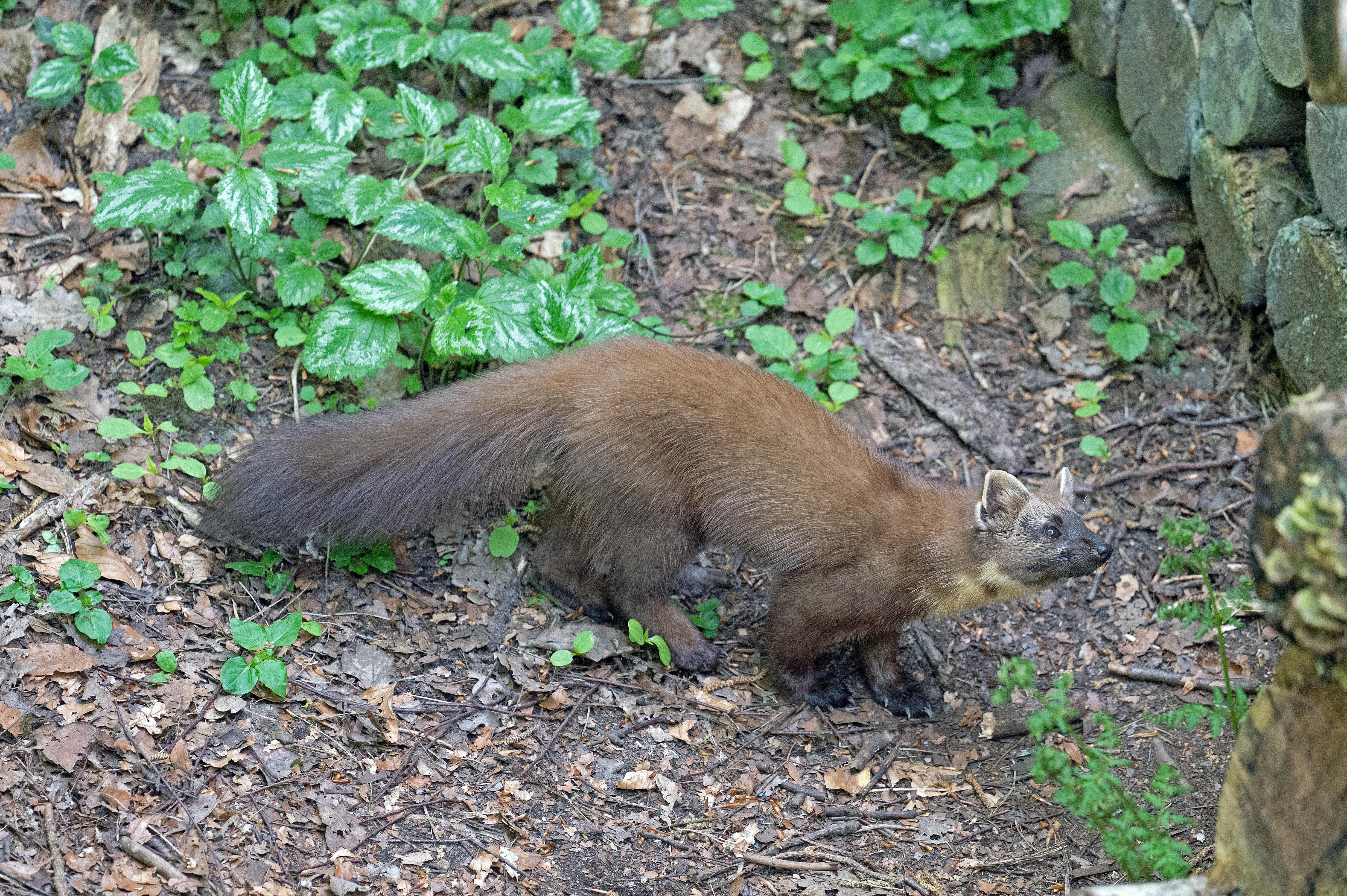 Pine Marten Den Season — Ardnamurchan Scotland