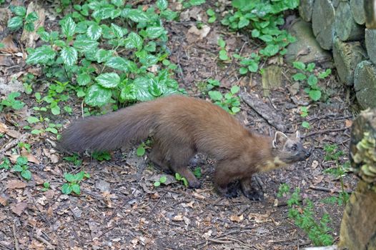 A European pine marten (Martes martes) in a lush Niedersachsen forest.