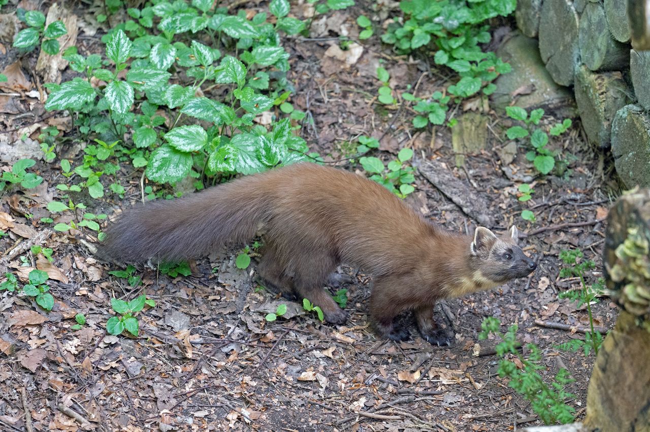 a european pine marten martes martes in a lush niedersachsen forest