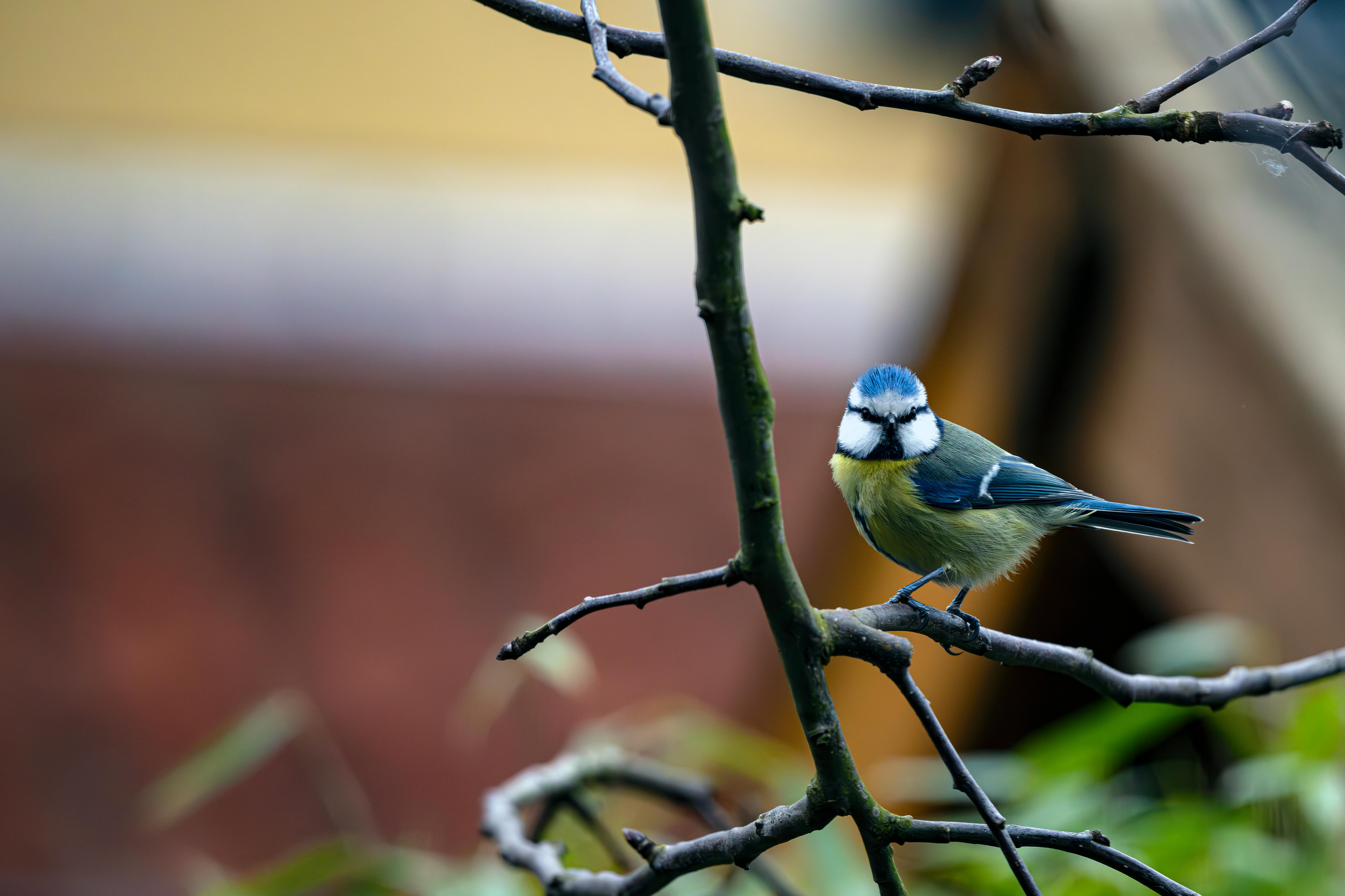 Unexpected Benefits of Bee-Friendly Gardening