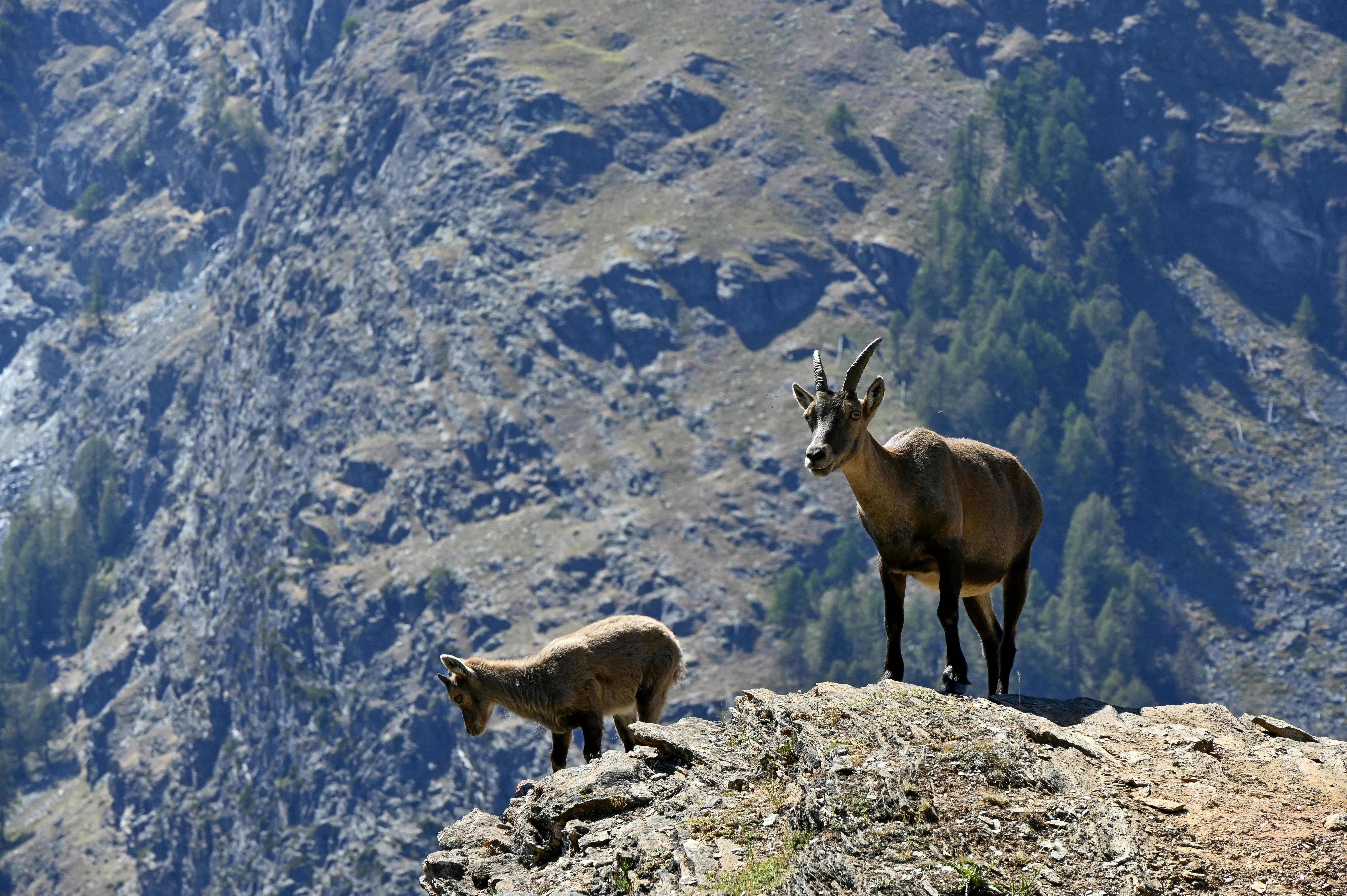 Survival Tips for Extreme Environments