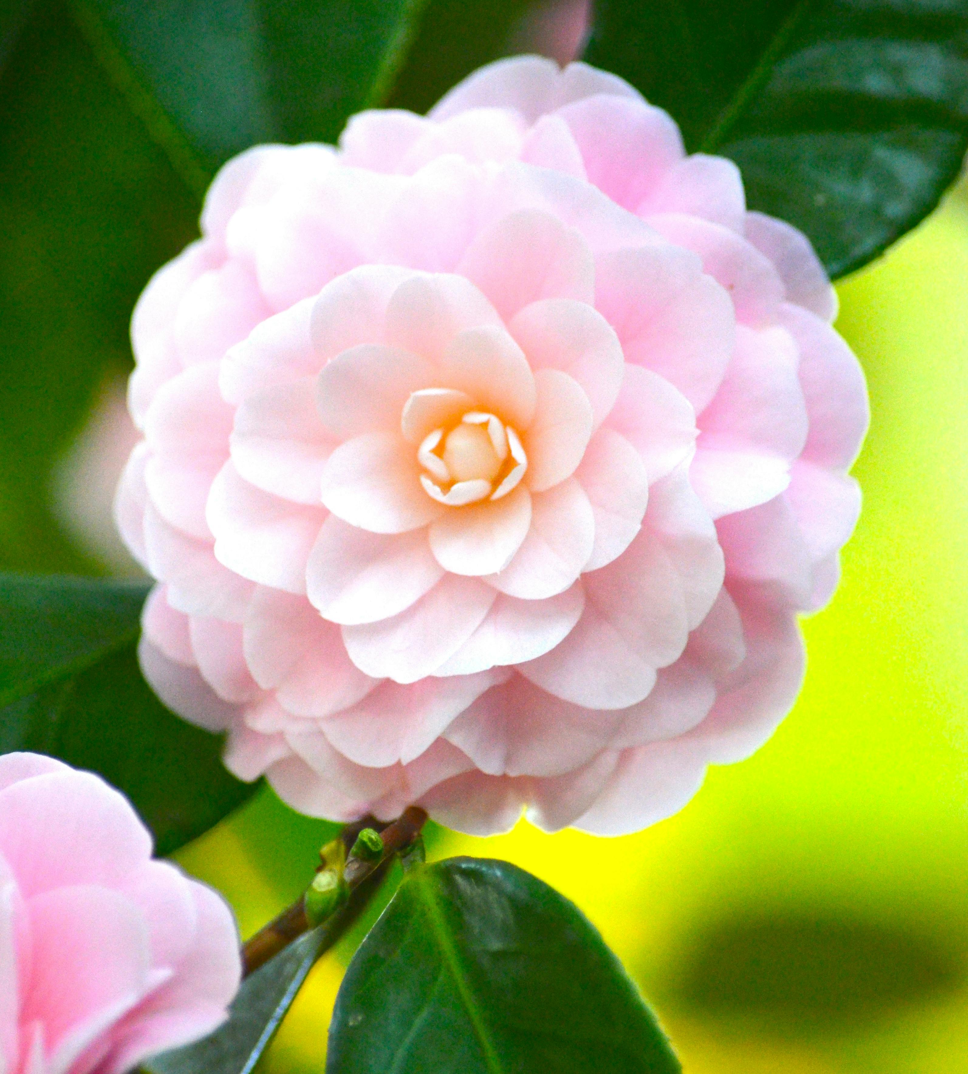 Free stock photo of beautiful flowers, camellia, diana westberg
