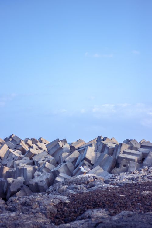 Free Seagull perched on a rocky coastline surrounded by concrete blocks under a clear blue sky. Stock Photo