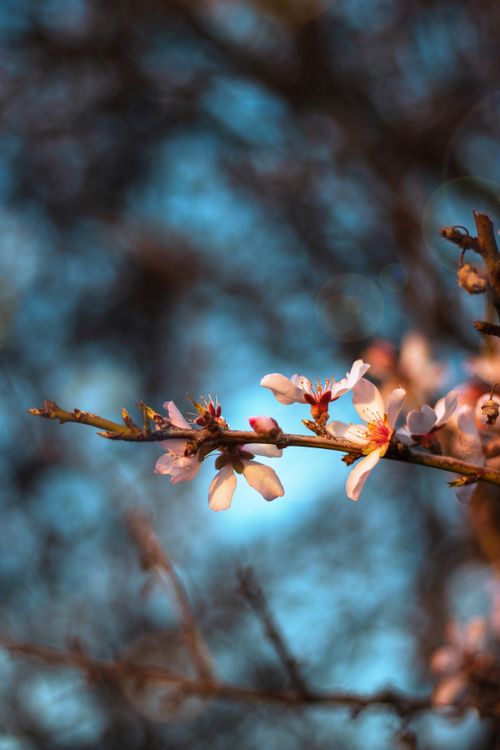 Free Close-up of almond blossoms on a branch with a blurred blue sky background. Stock Photo