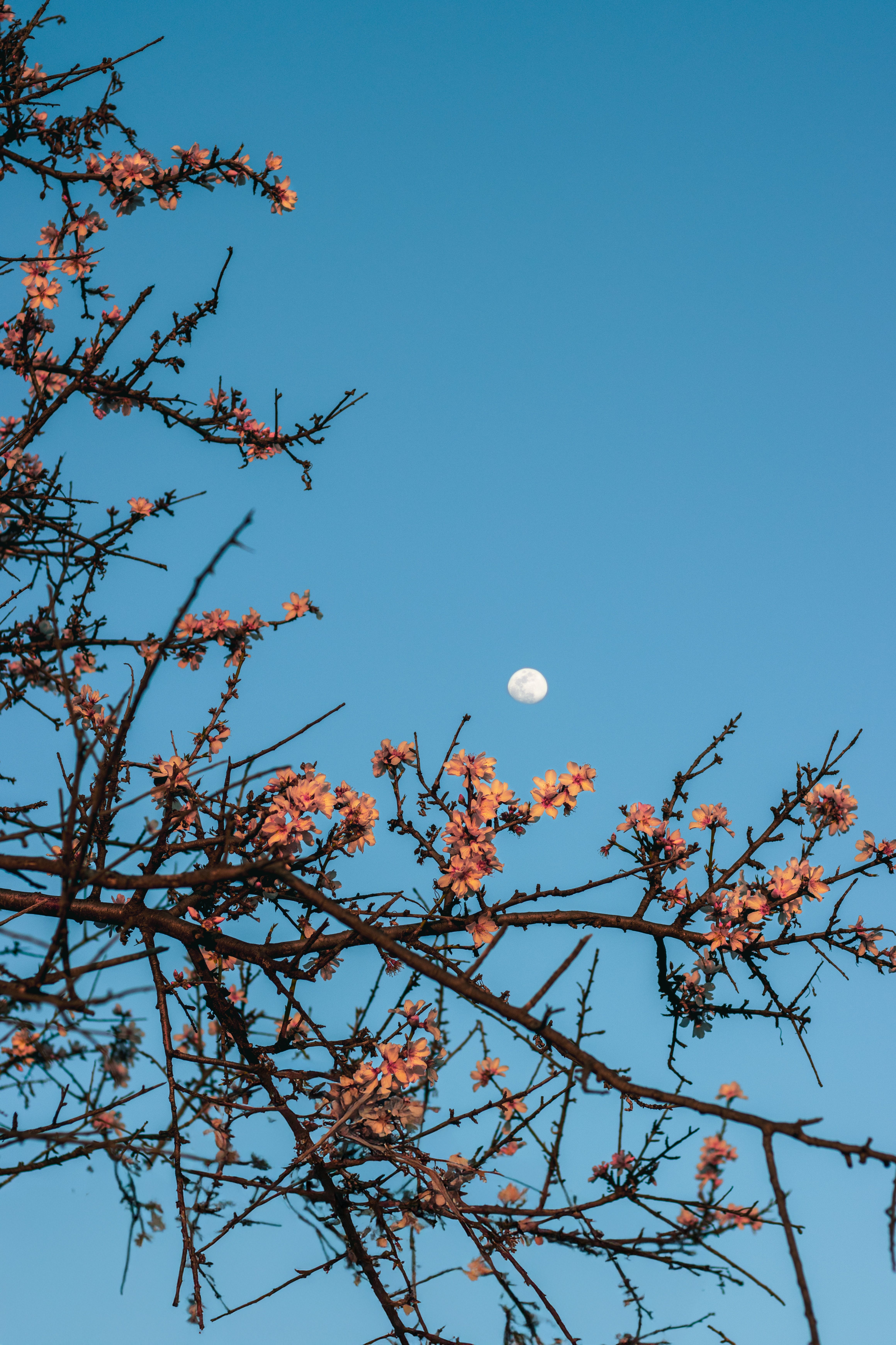 Spring Blossoms with Moon in Clear Blue Sky · Free Stock Photo
