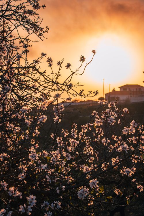 Free Almond tree blossoms at sunset create a serene spring landscape. Stock Photo