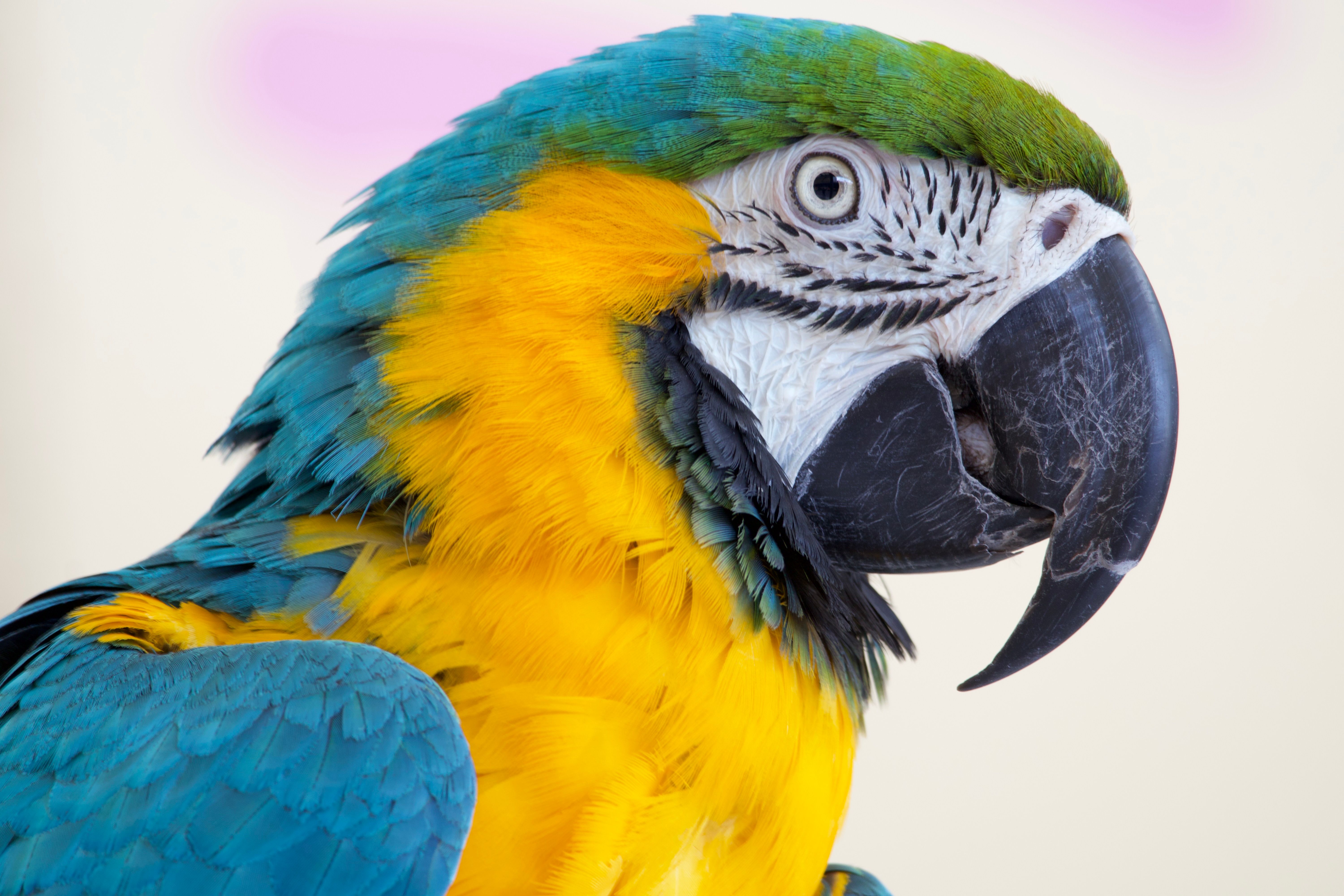 Close-up of a colorful blue and gold macaw parrot with striking plumage.