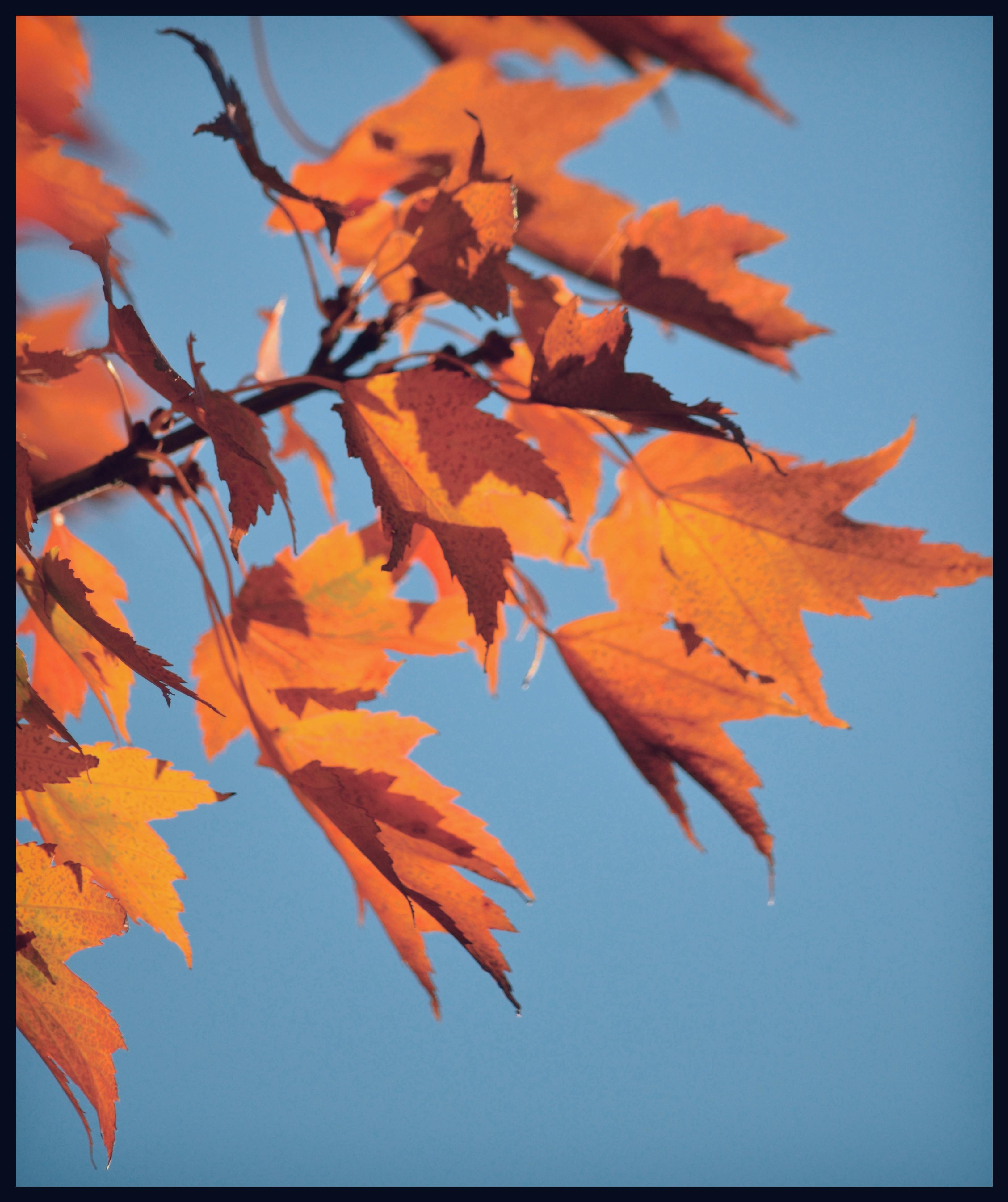 Free stock photo of autumn, autumn leaves, blue skies