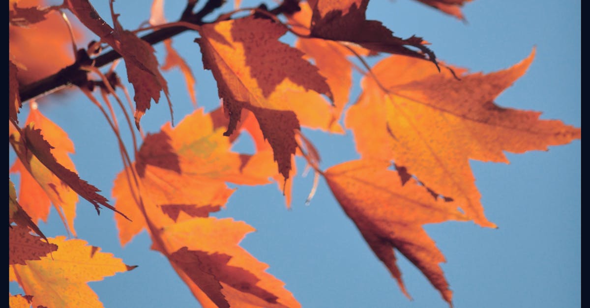 Free stock photo of autumn, autumn leaves, blue skies