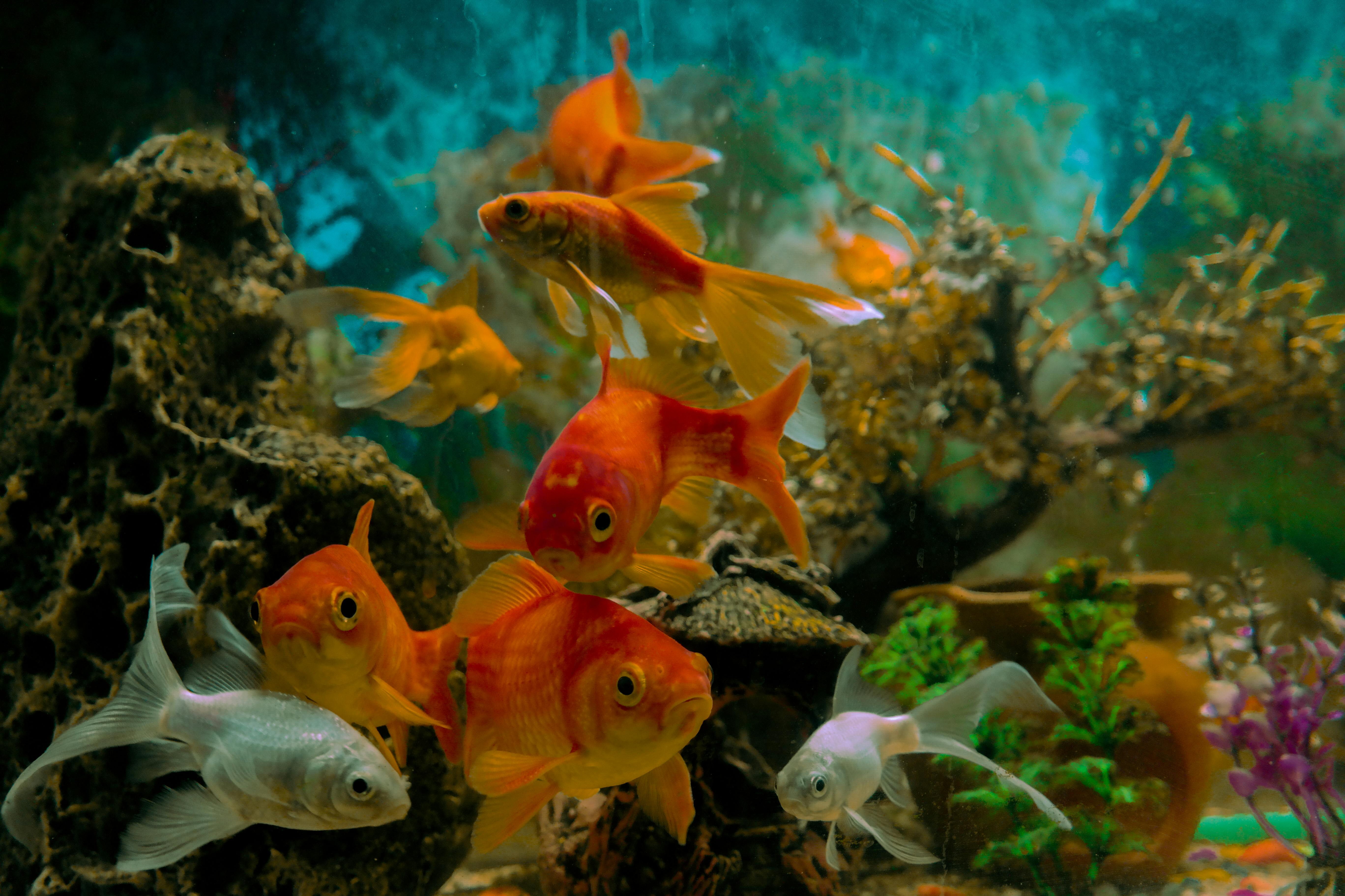 Aquarium Care Made Easy Selected Tips