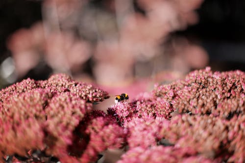 분홍색 꽃잎 꽃에 꿀벌의 사진