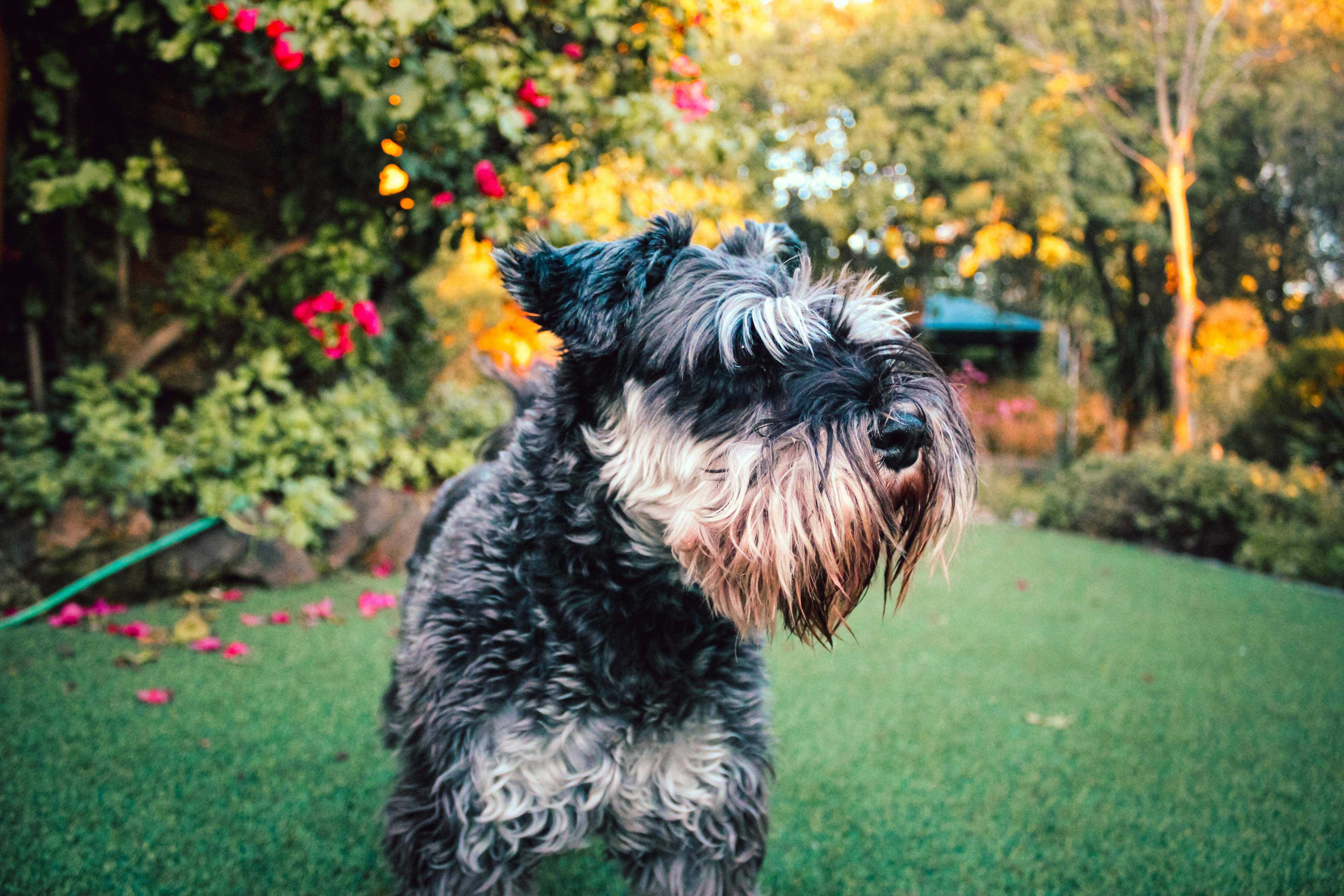 pet lifestyle store — Photo by Joshua  Cilliers on Pexels