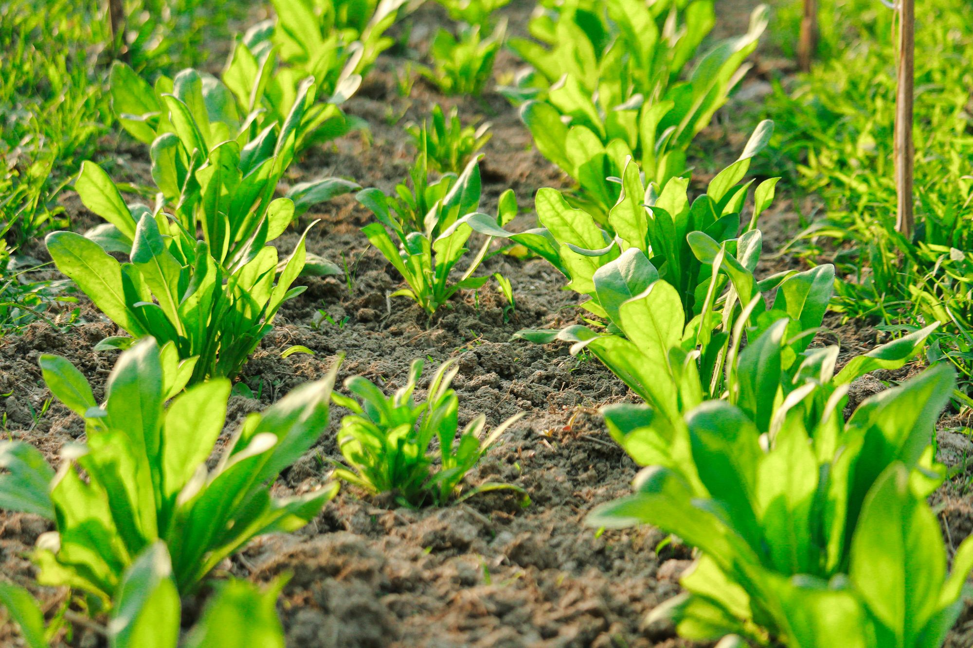Rows of fresh green spinach growing in a sunlit garden bed