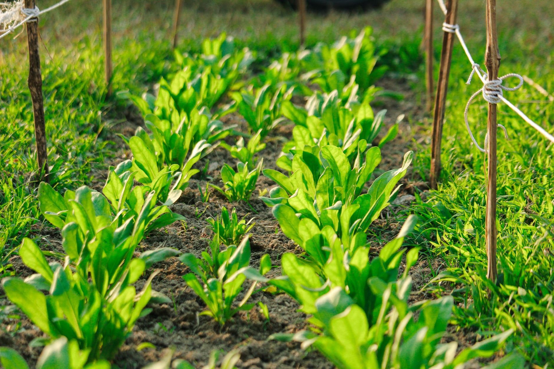 weeding tight vegetable rows organic