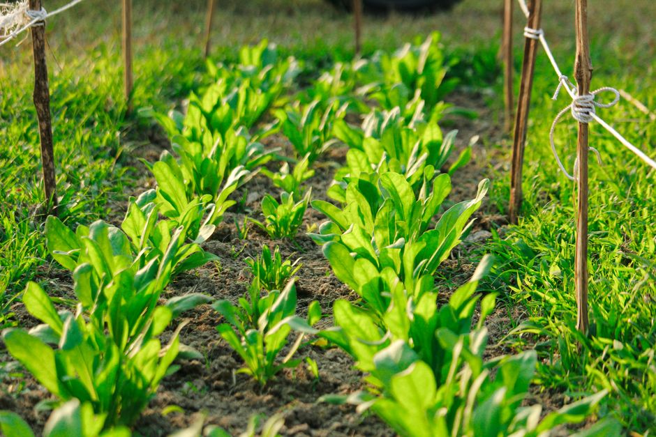 Rows of fresh green lettuce plants growing on a sunny farm. Ideal for agriculture themes.