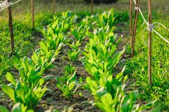 Rows of fresh green lettuce growing on a sunny farm, photo by Sayeed Chowdhury on Pexels