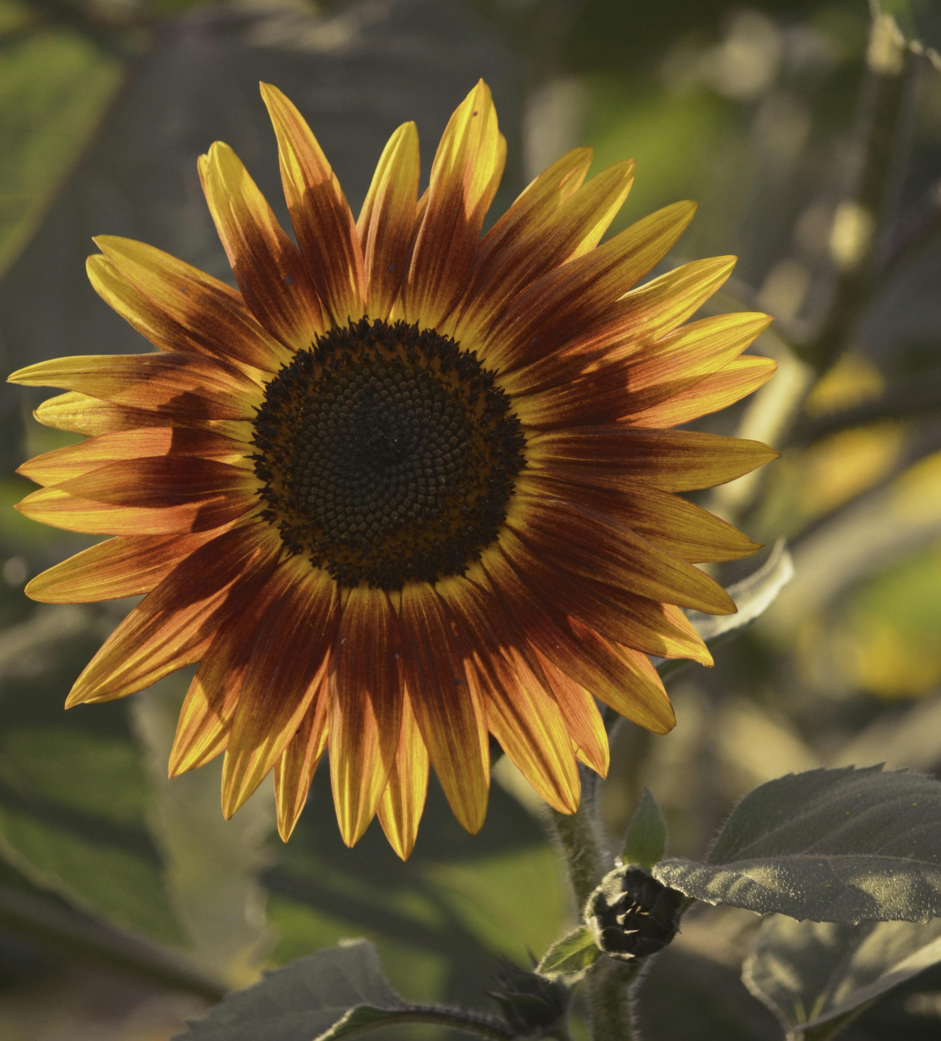 Free stock photo of autumn color flowers, autumn colors, beautiful flowers