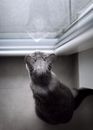 Top View Photo of Cat Looking at the Window