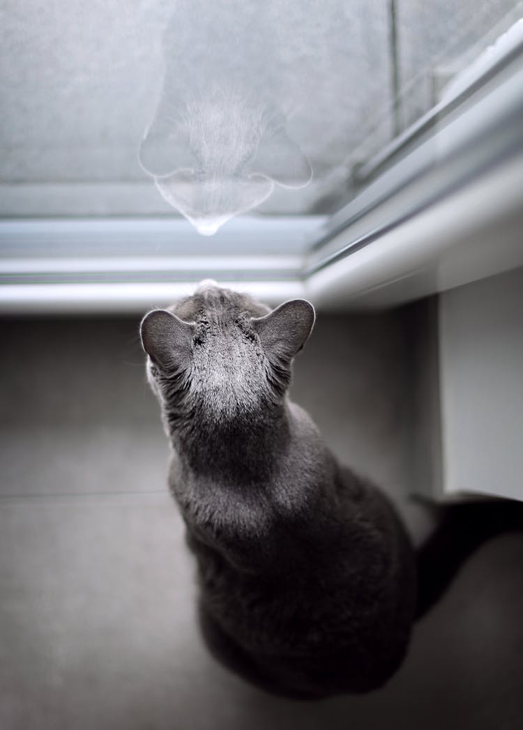 Top View Photo Of Cat Looking At The Window