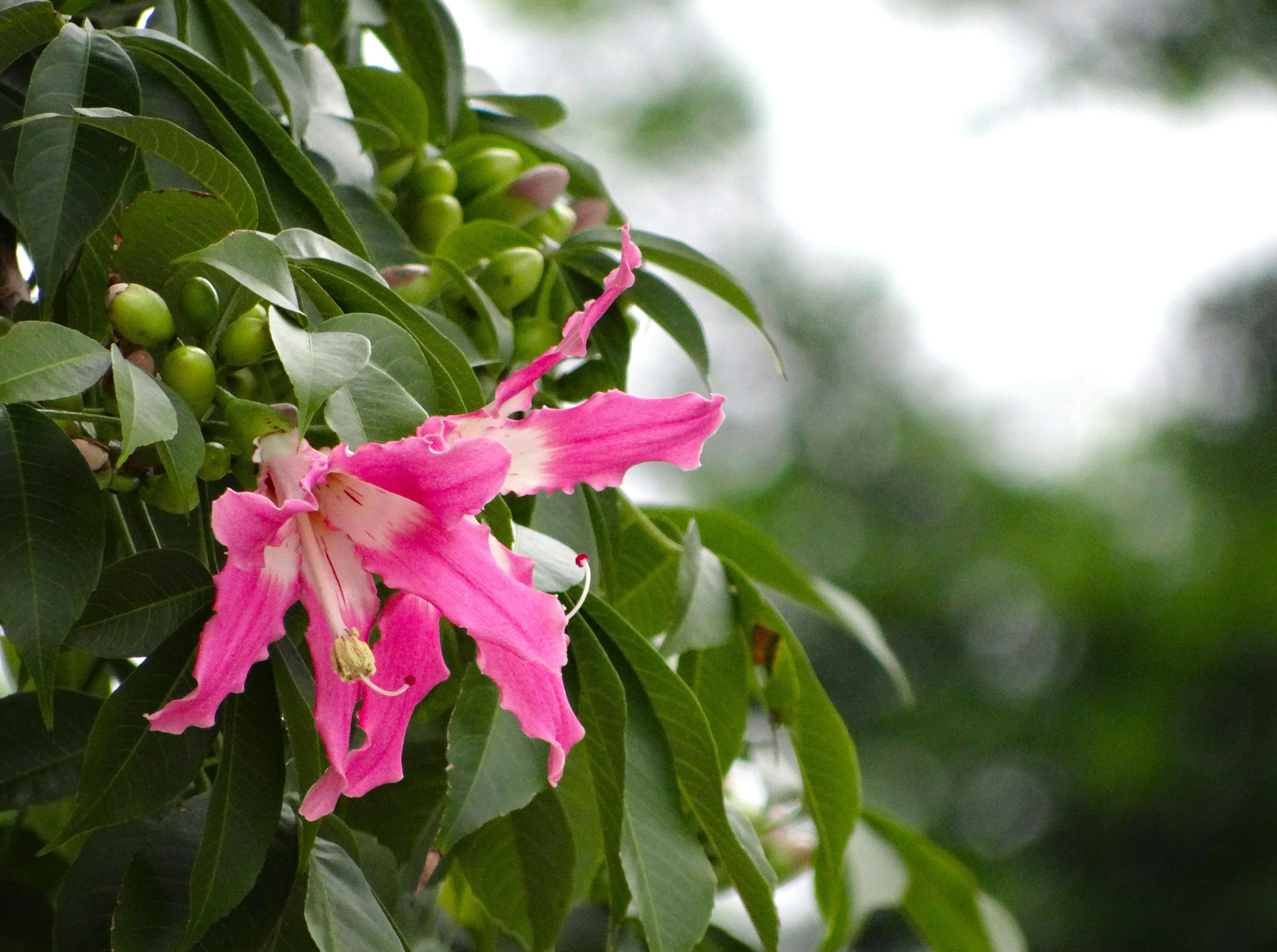 Cerisier à fleurs au printemps