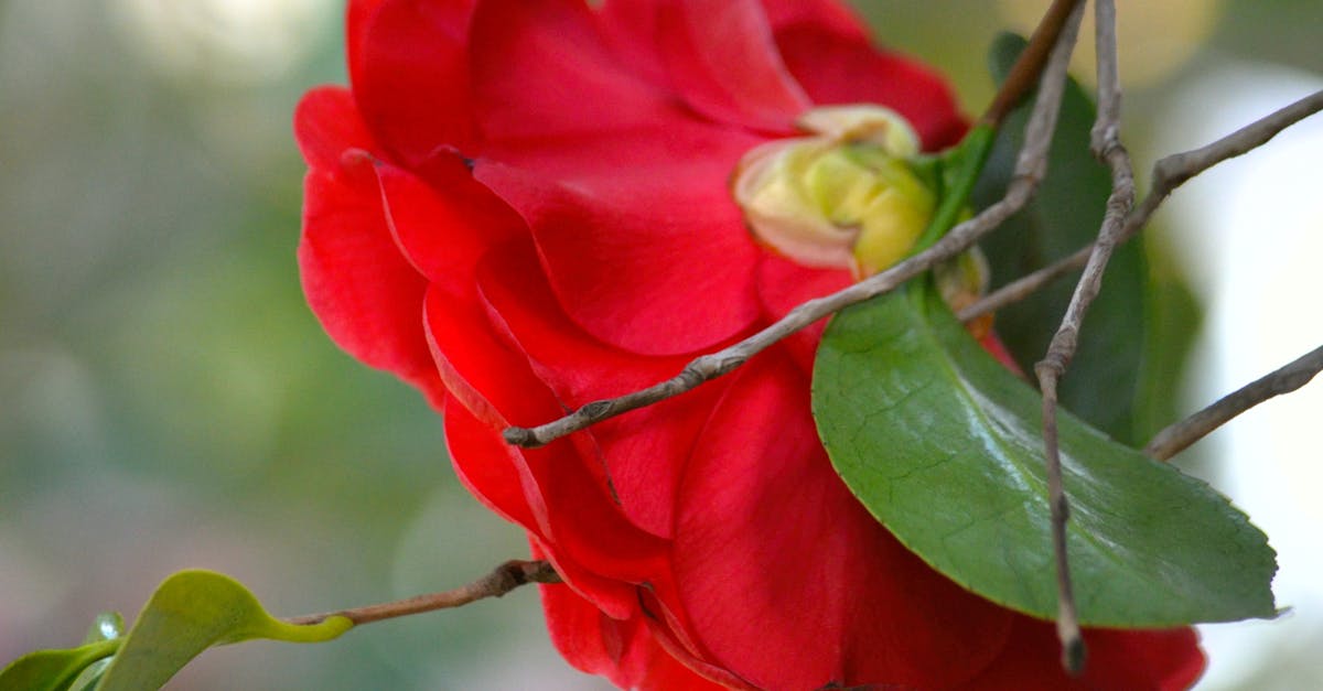 Free stock photo of beautiful flowers, camellia, diana westberg