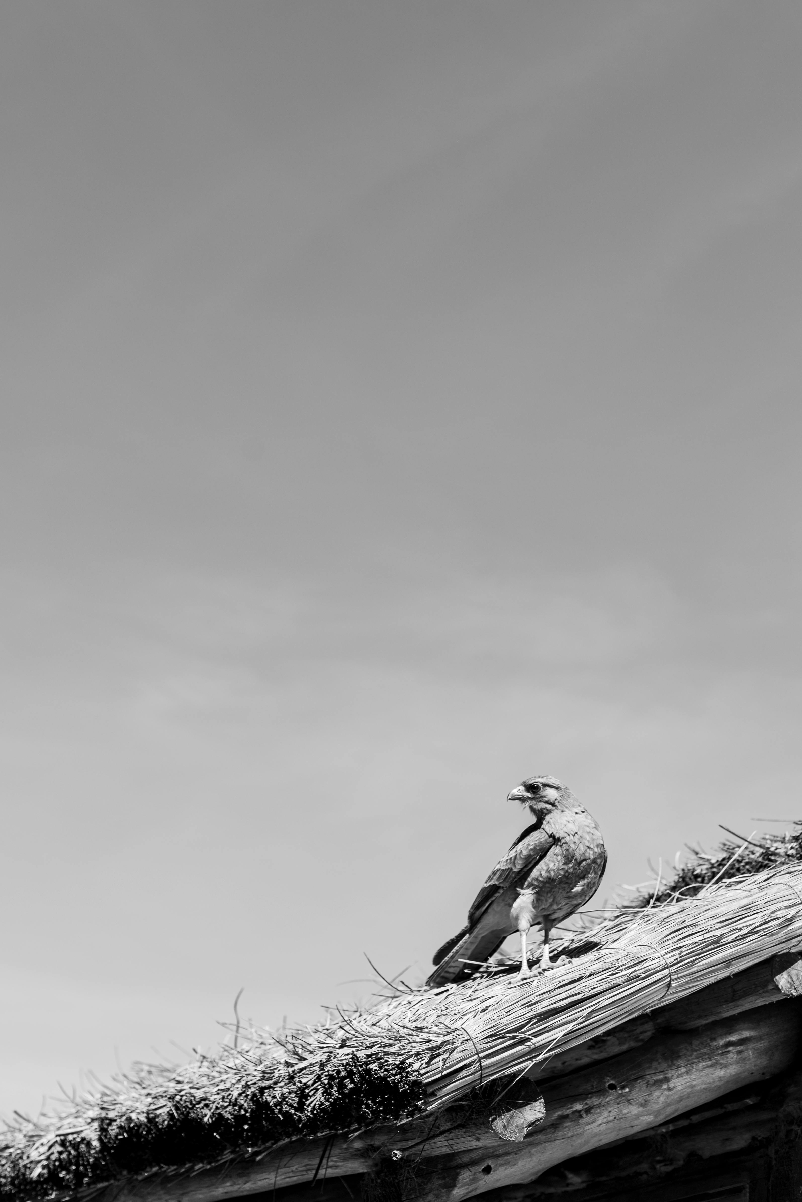 Gratuit Pasăre maiestuoasă cocoțată pe un acoperiș rustic de paie într-un cadru rural. Fotografie de stoc