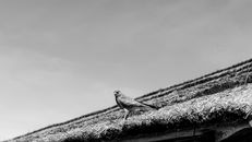 Black and white image of a hawk perched on a thatched roof in Tomas Jofre, Argentina.