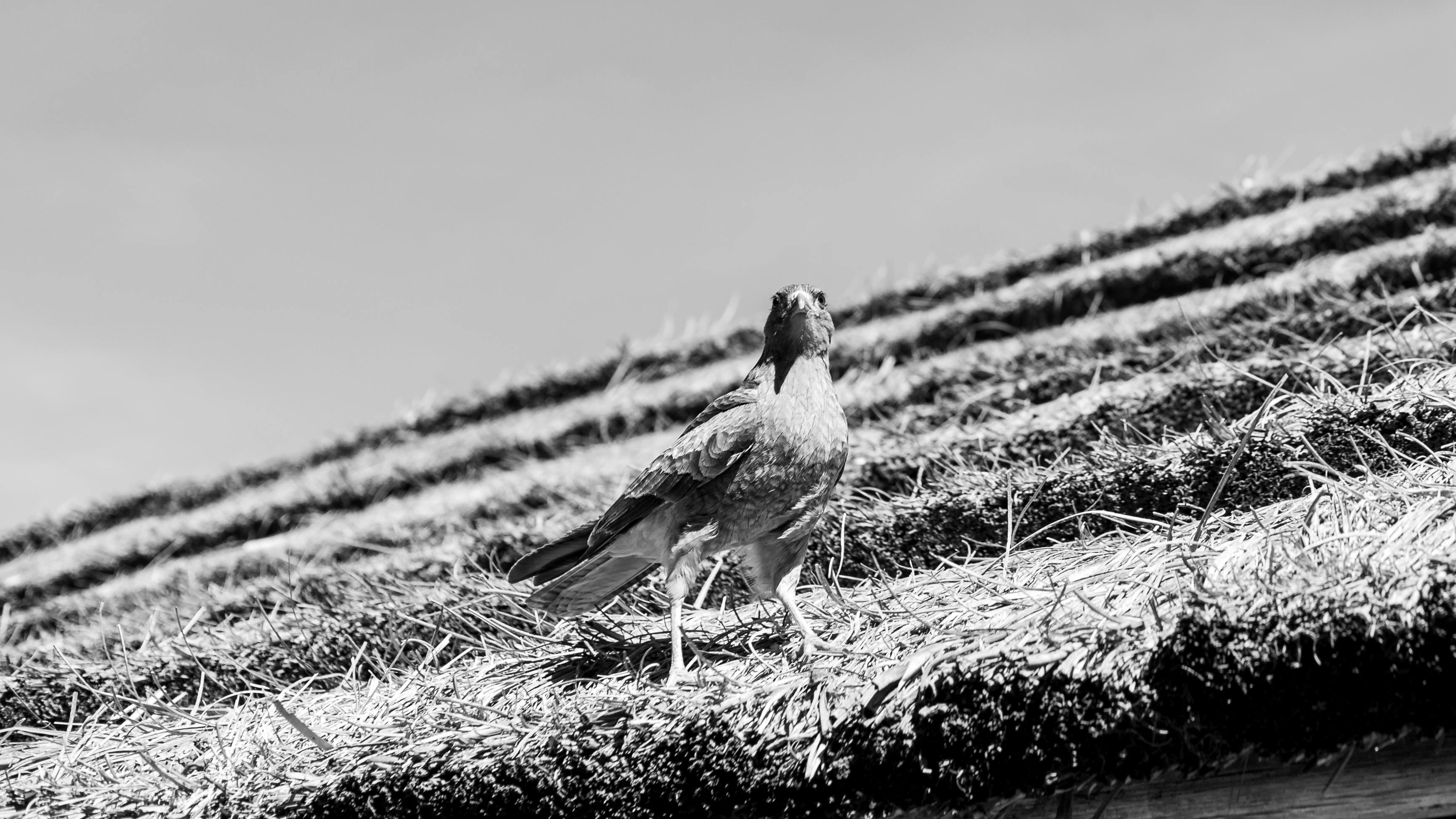 Gratis Sort-hvidt billede af en fugl på et stråtag i Tomás Jofre, Argentina. Lagerfoto