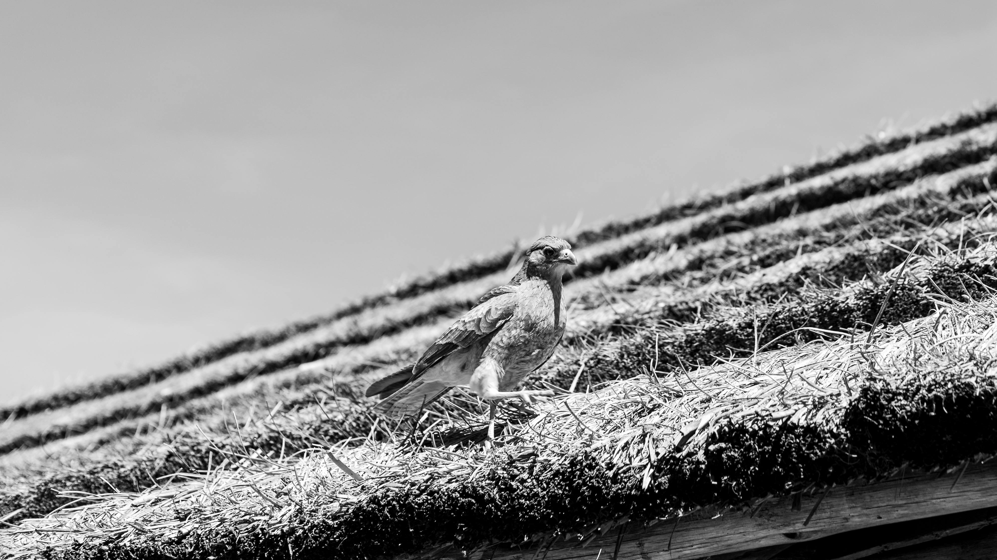 免費 在阿根廷托馬斯·霍弗雷，一隻鳥棲息在晴朗天空下的茅草屋頂上。 圖庫相片