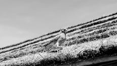 Black and White Bird on Thatched Roof in Argentina
