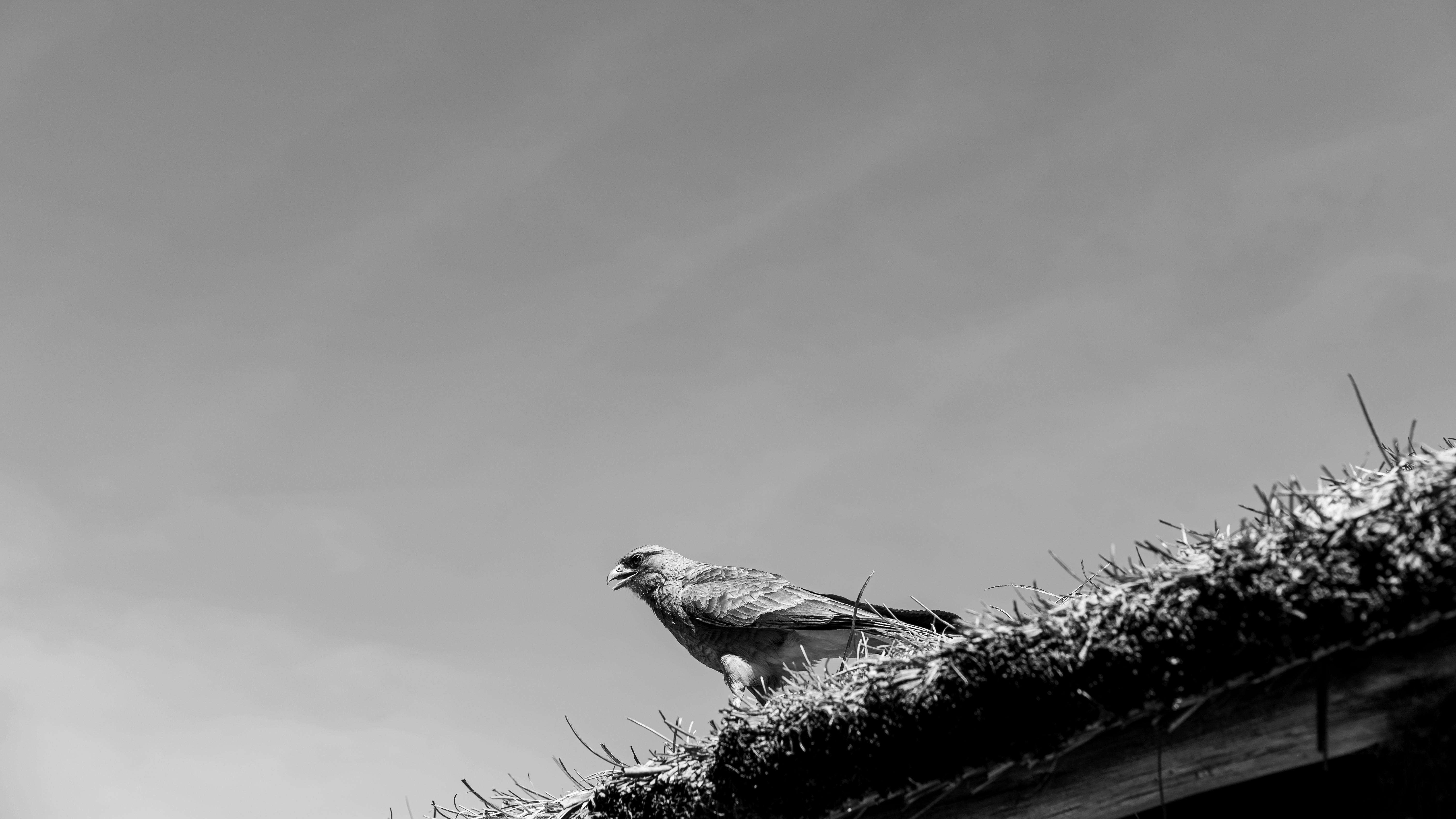 Gratis Suggestiva foto in bianco e nero di un falco appollaiato su un tetto rustico a Tomas Jofre, Argentina. Foto a disposizione