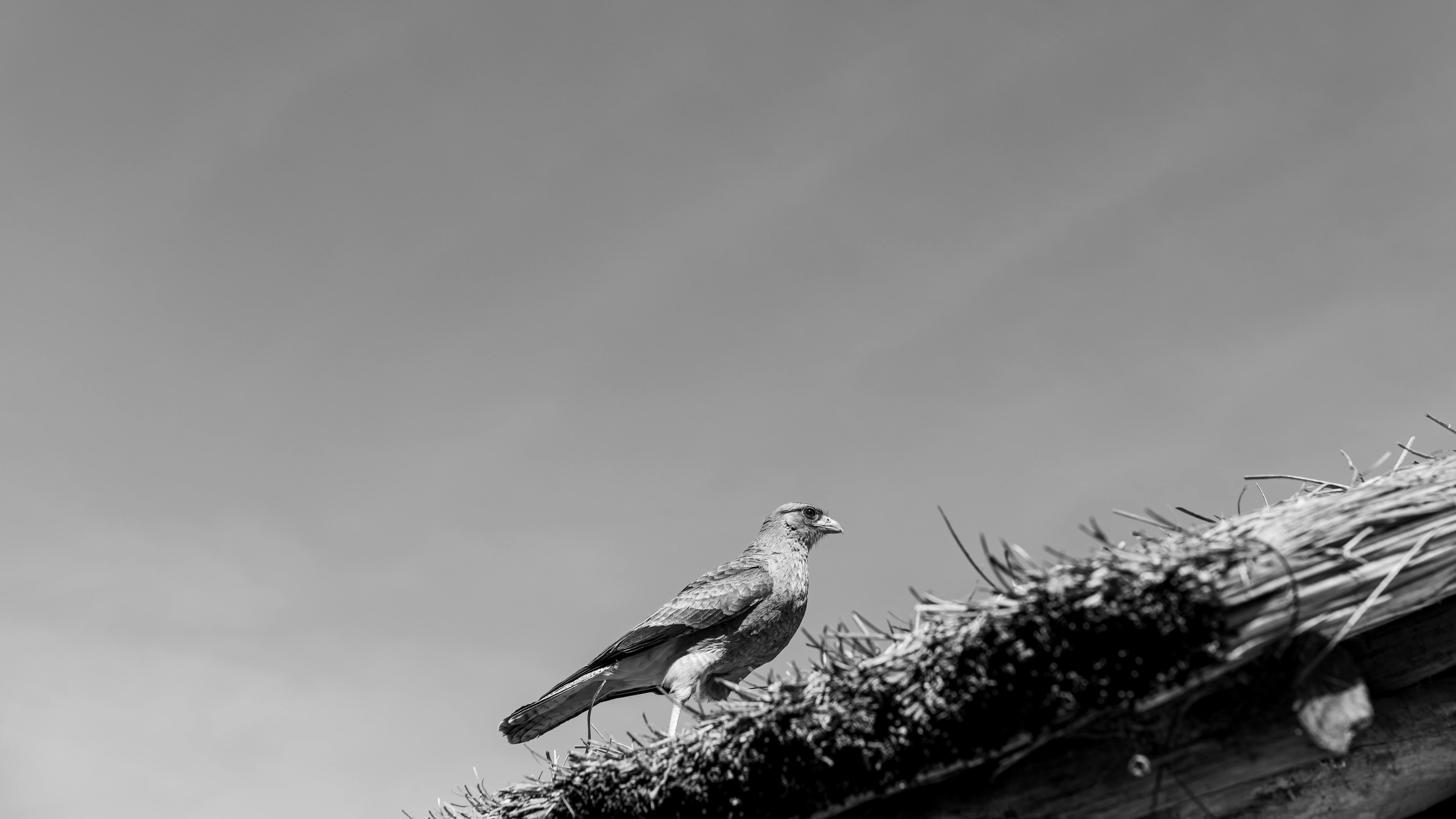 A monochrome scene capturing a bird perched on a thatched roof in Tomas Jofre, Argentina.