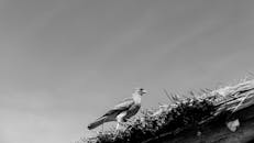 Black and White Image of Bird on Rooftop
