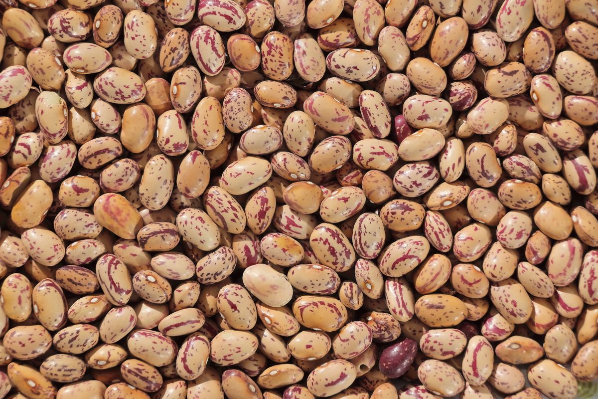 Premium Beans