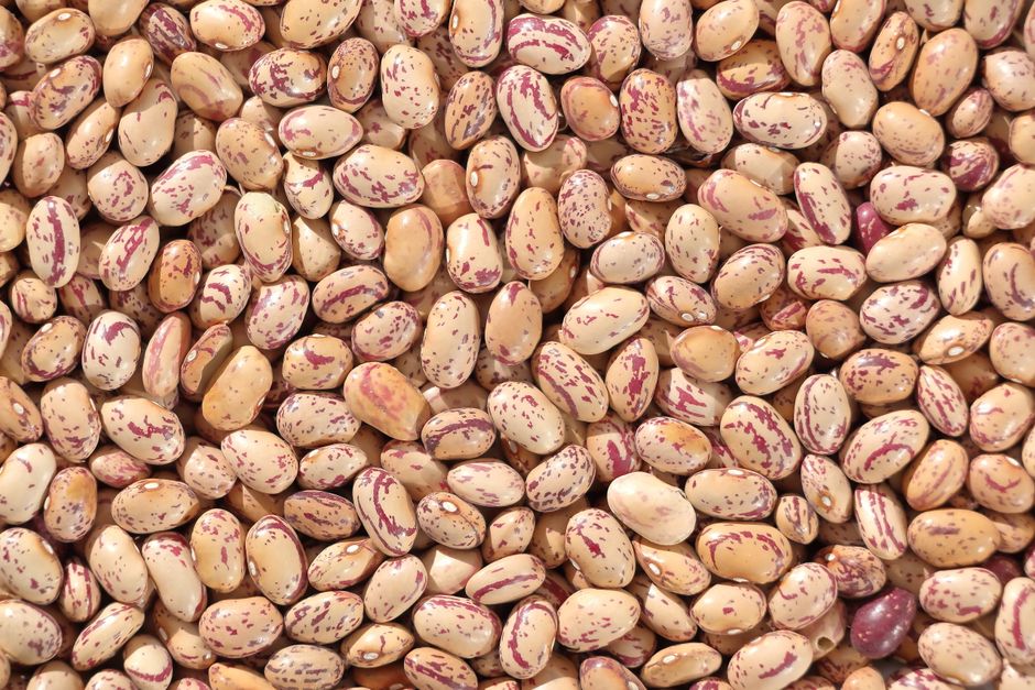 A close-up of speckled dried common beans — dry the grain hard, then store it airtight to shut bruchid weevils out.