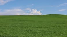 Vibrant Green Meadow Under Clear Blue Sky