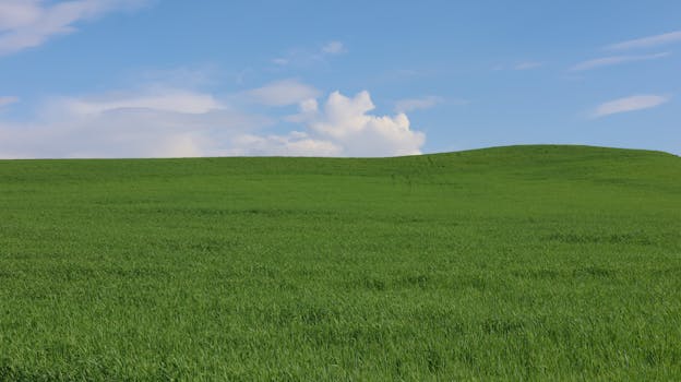 Lush green meadow under a blue sky with white clouds, perfect for nature themes.