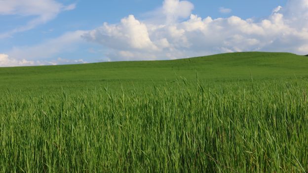 Lush green meadow with rolling hills under a bright blue sky filled with fluffy clouds, captured in summer.