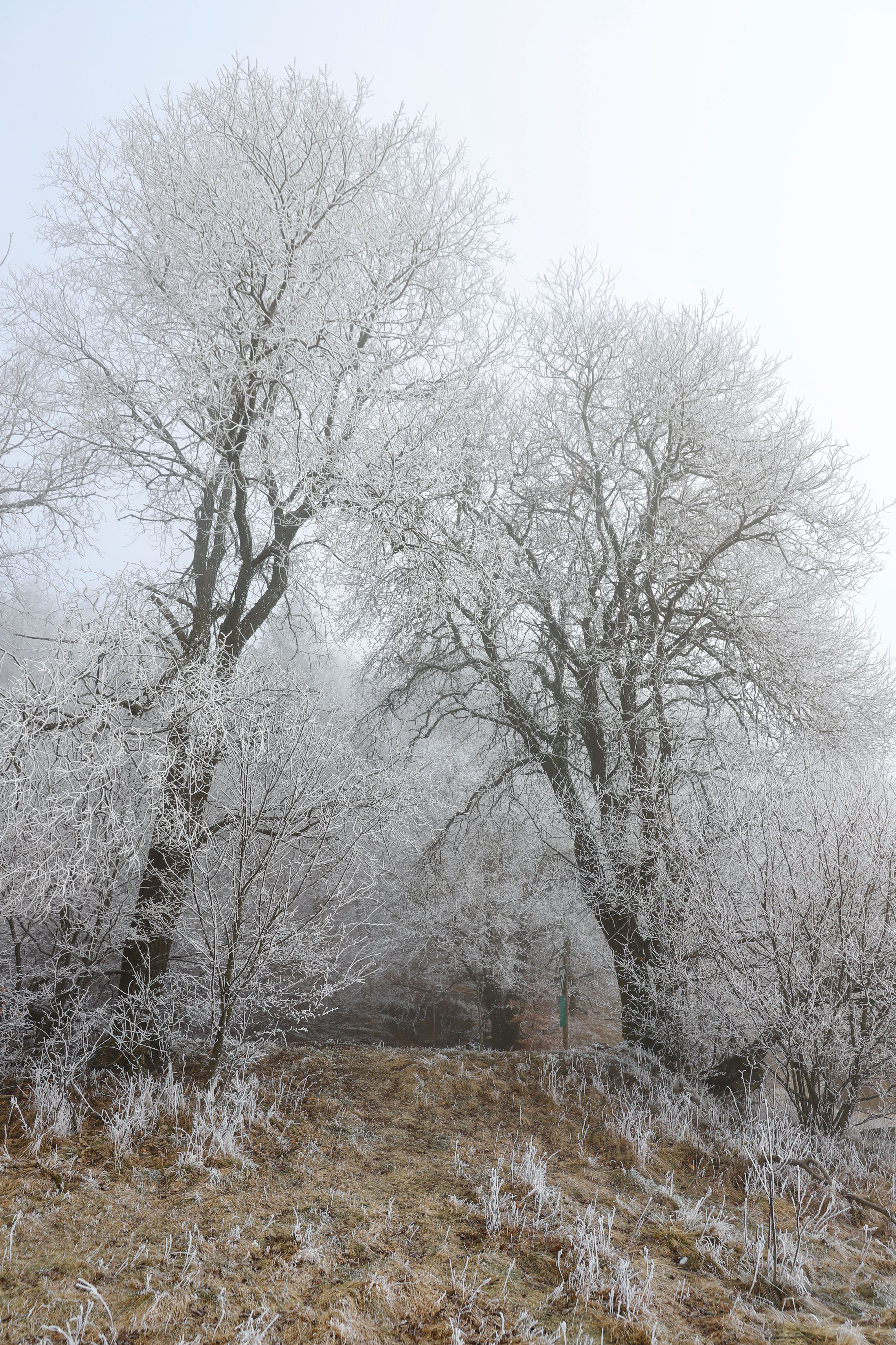 Serene Winter Landscape with Frost-Covered Trees · Free Stock Photo