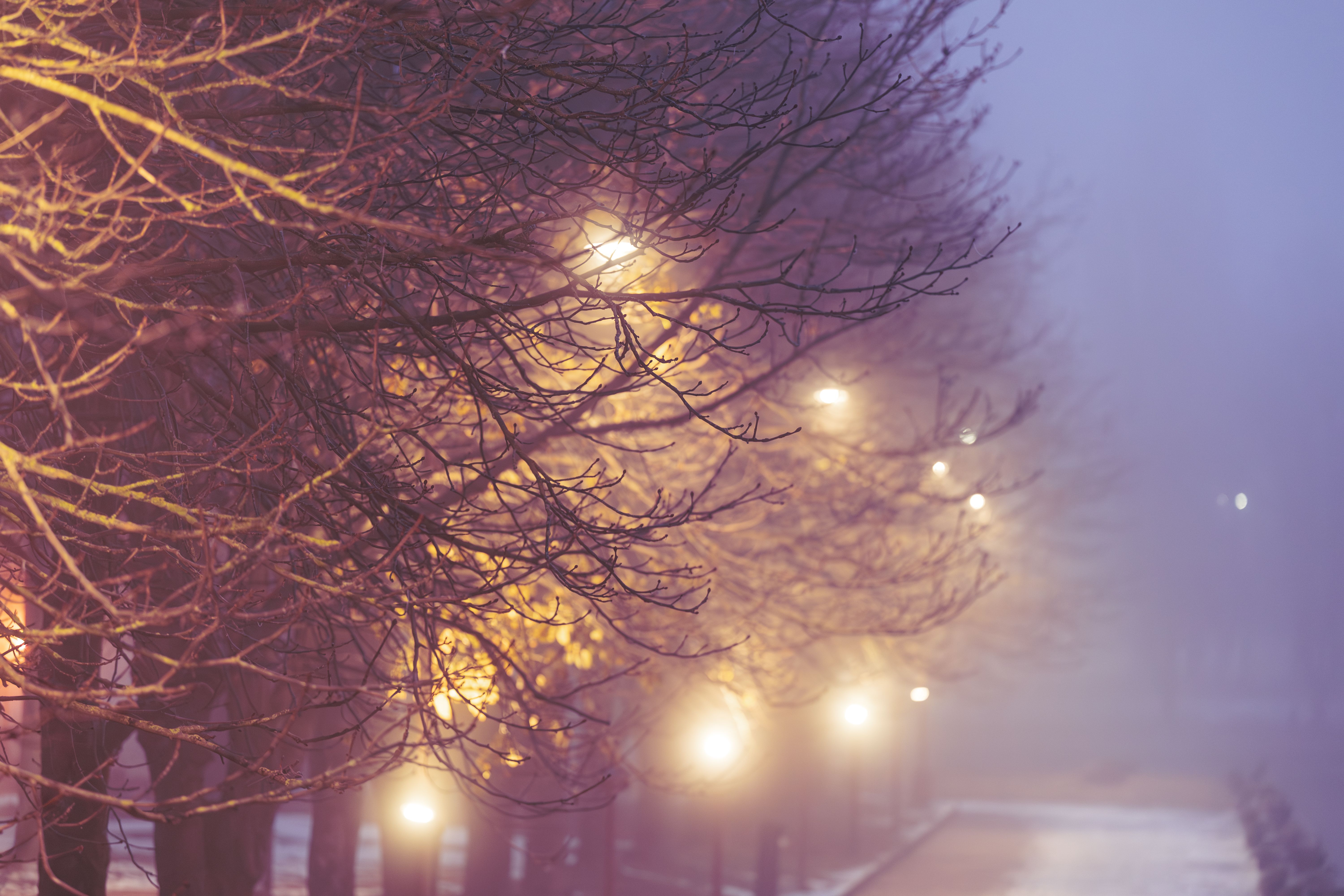 Misty Night Street with Illuminated Trees · Free Stock Photo